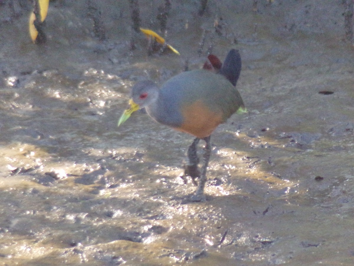 Gray-cowled Wood-Rail - Antonio Sturion Junior