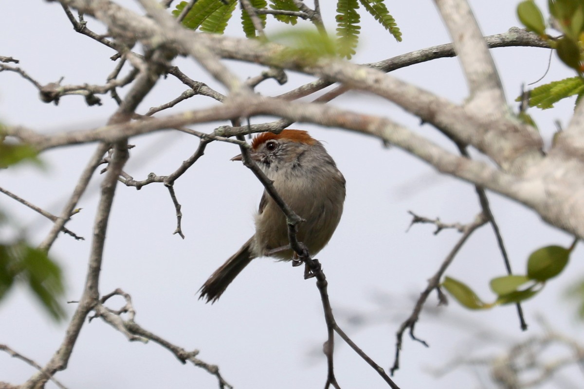 Gray-eyed Greenlet - ML619589128