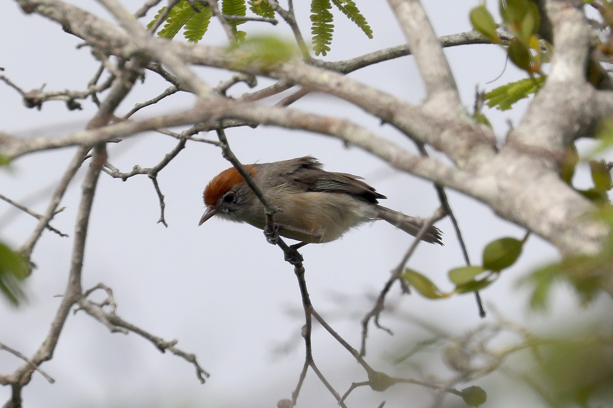 Grauaugenvireo - ML619589129