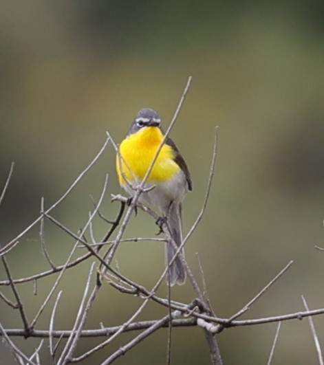 Yellow-breasted Chat - ML619589131