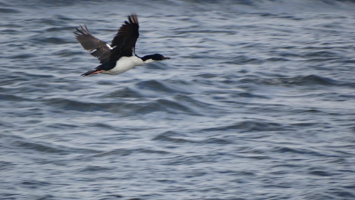 Cormorán Imperial - ML619589133