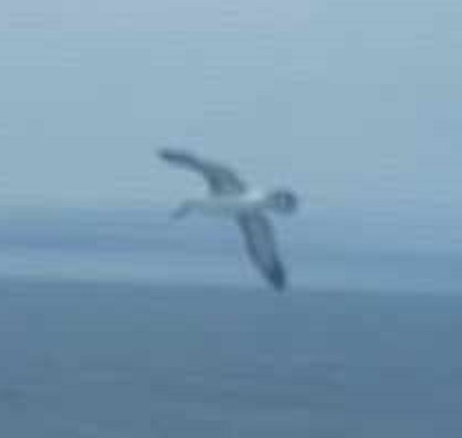 Atlantic Yellow-nosed Albatross - ML619589135