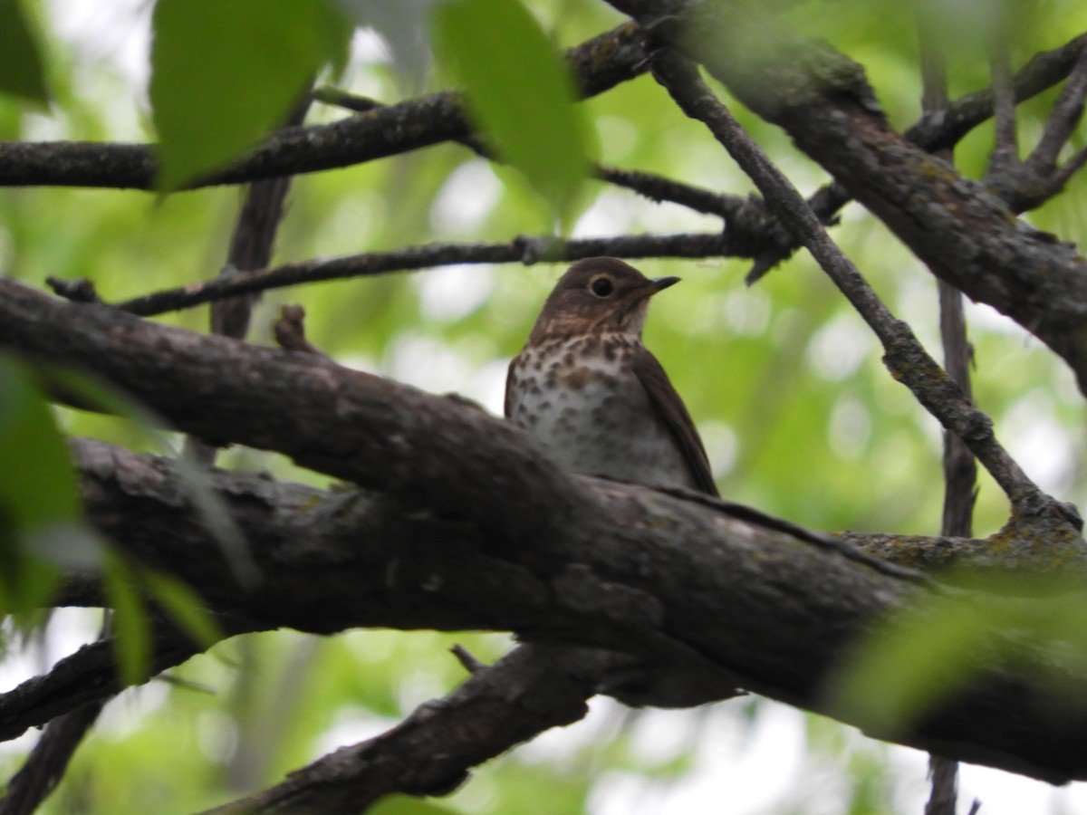 Swainson's Thrush - ML619589138