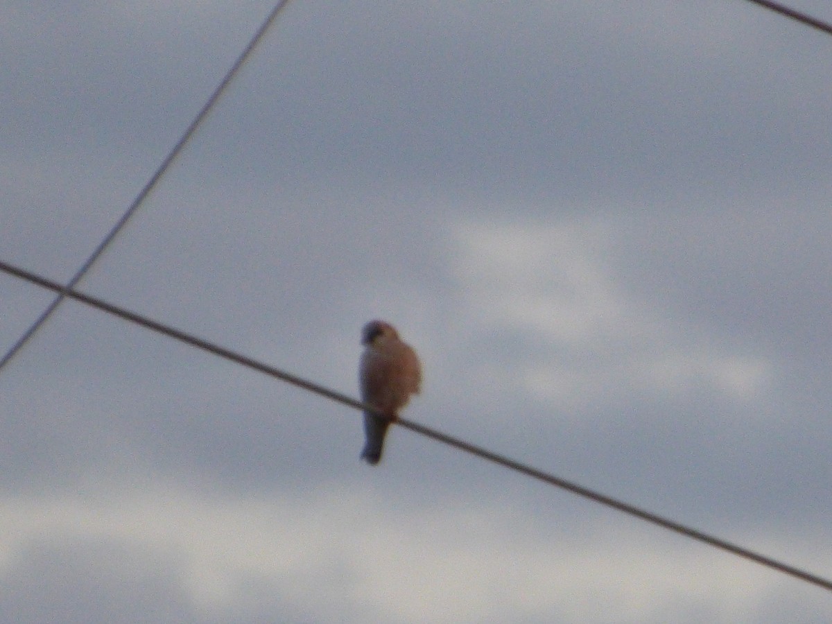 Red-footed Falcon - Panagiotis Michalakos