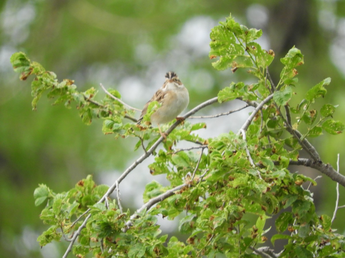 Clay-colored Sparrow - ML619589146