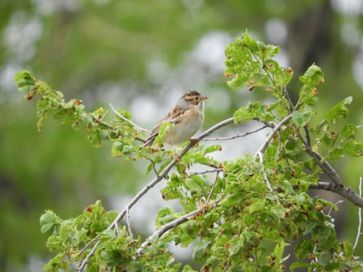 Clay-colored Sparrow - Thomas Bürgi