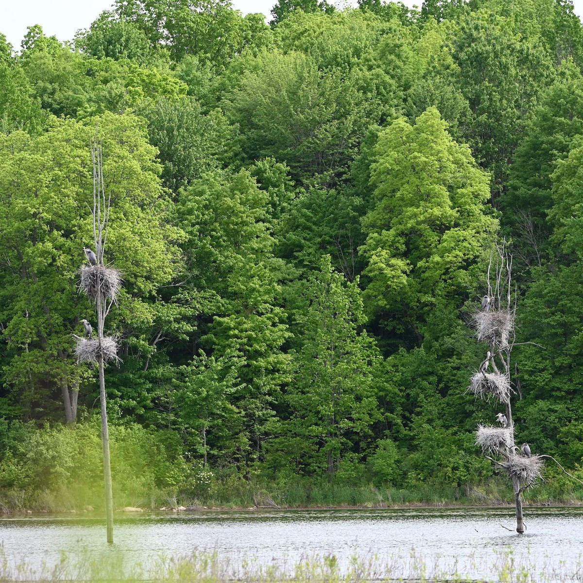 Great Blue Heron - Matthew Lalonde