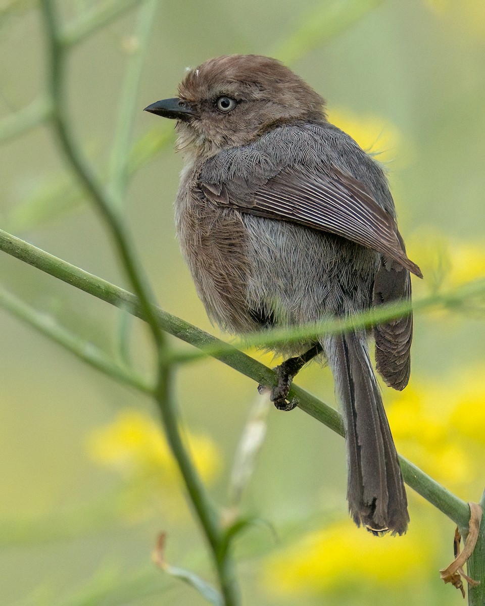 Bushtit - ML619589152