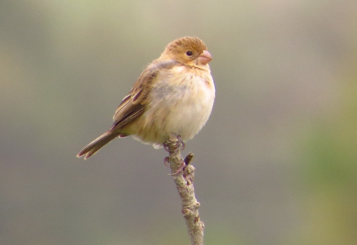 Chestnut-throated Seedeater - Gary Prescott