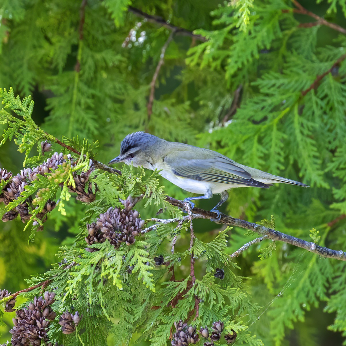 Vireo Ojirrojo - ML619589161