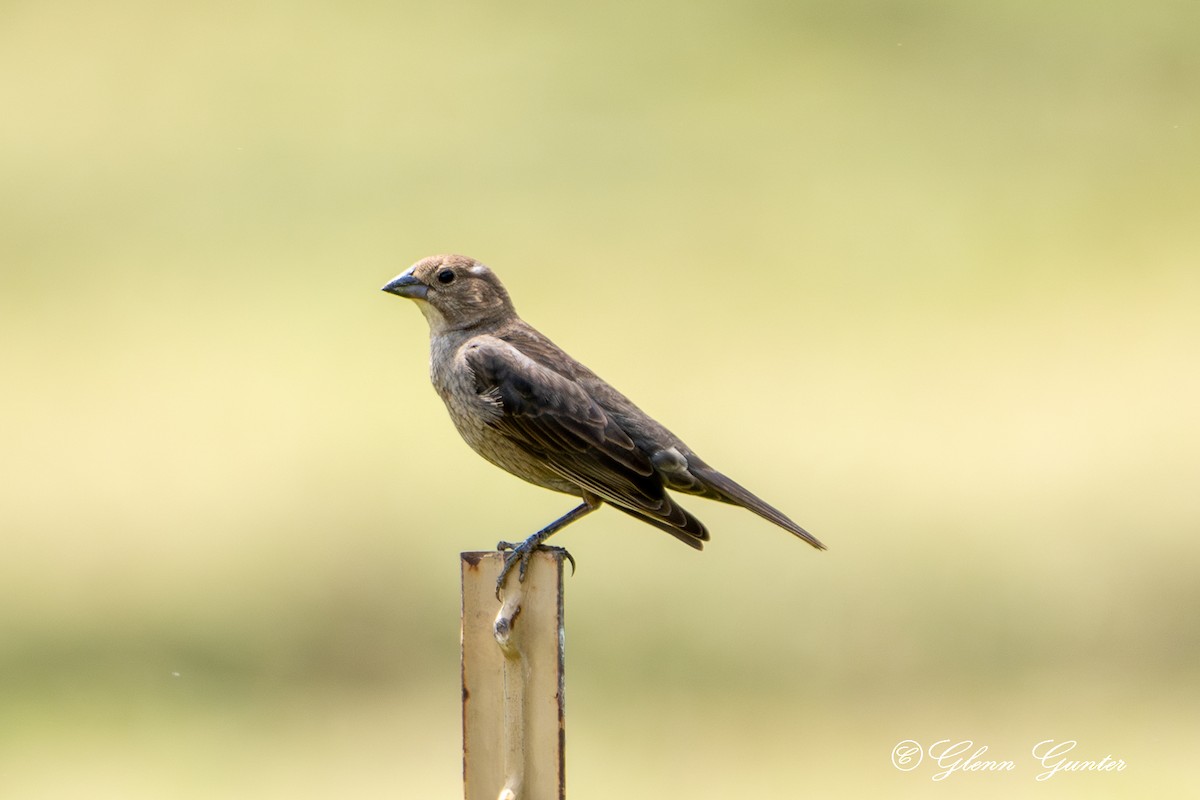 Brown-headed Cowbird - Charles Gunter