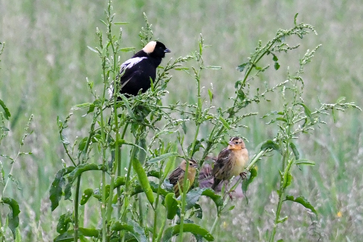 bobolink americký - ML619589165