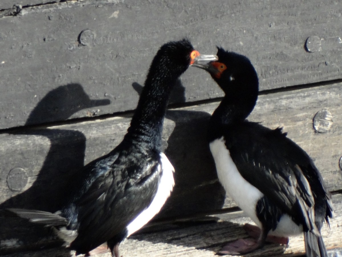 Magellanic Cormorant - ML619589166