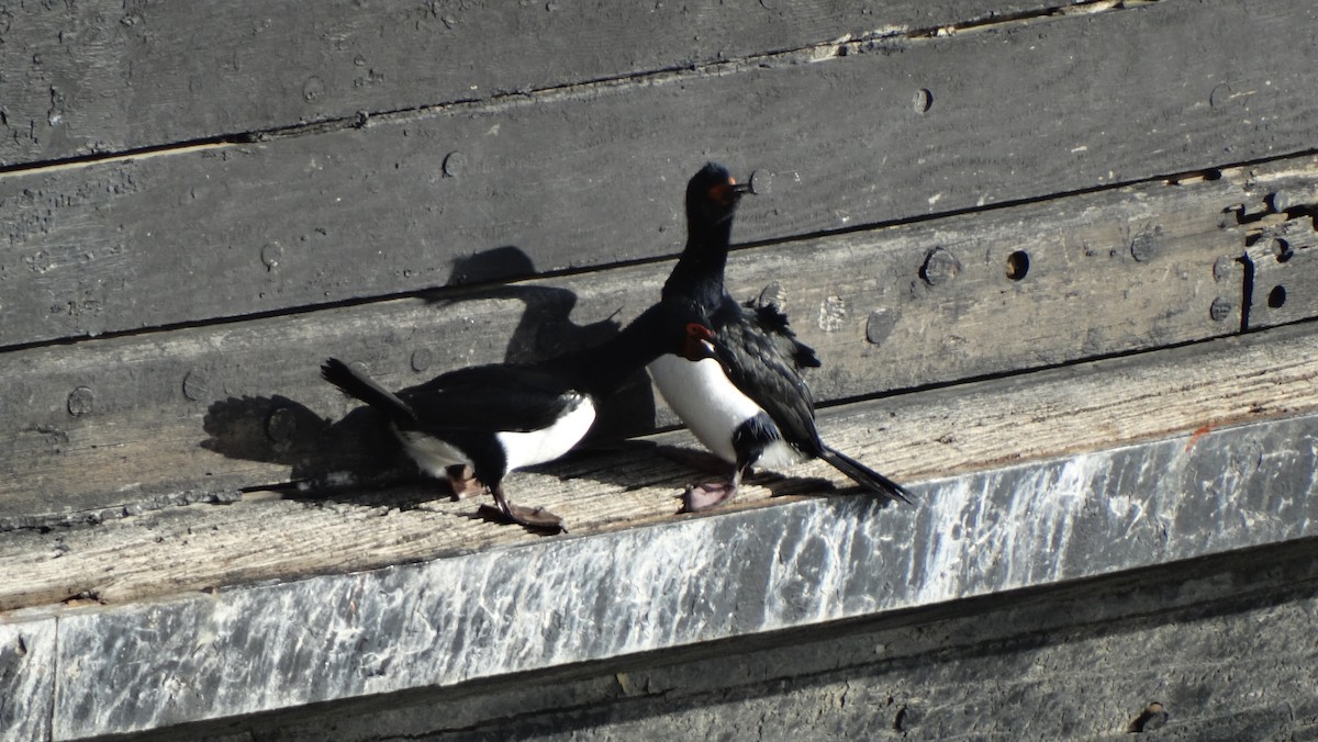 Cormoran de Magellan - ML619589169