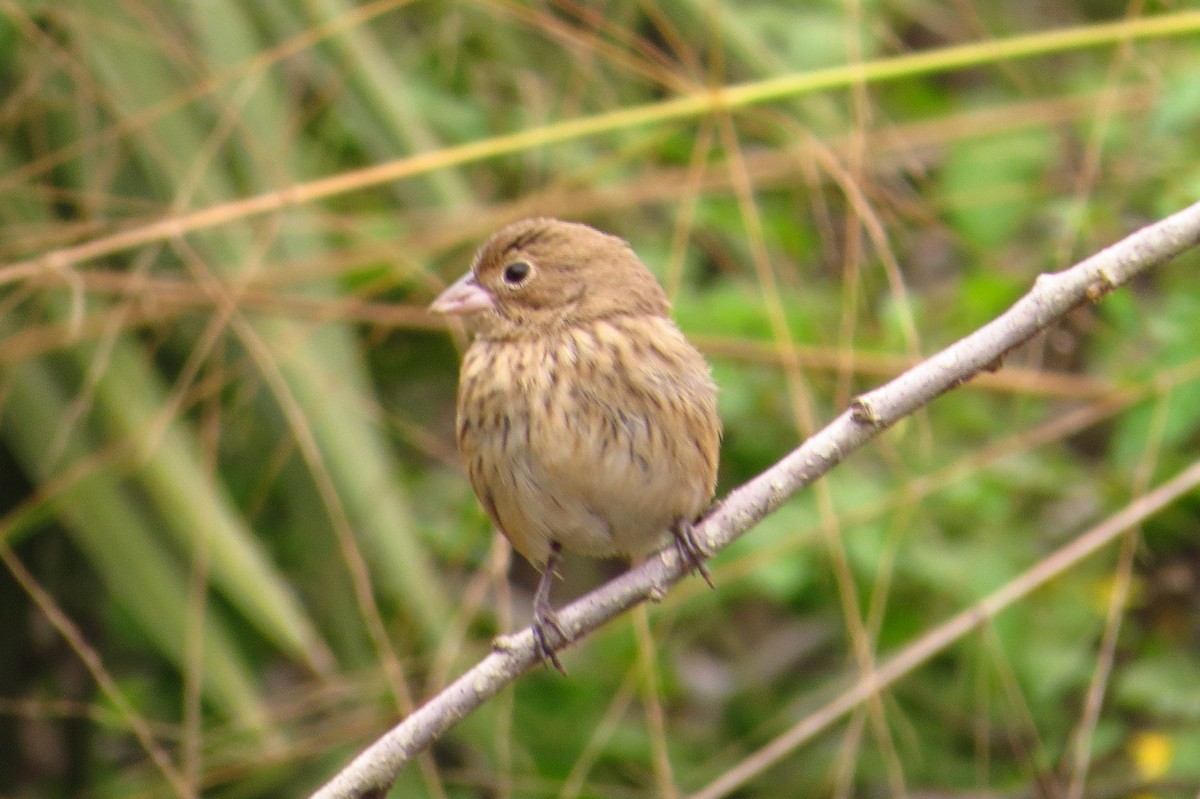 Blue-black Grassquit - Gary Prescott