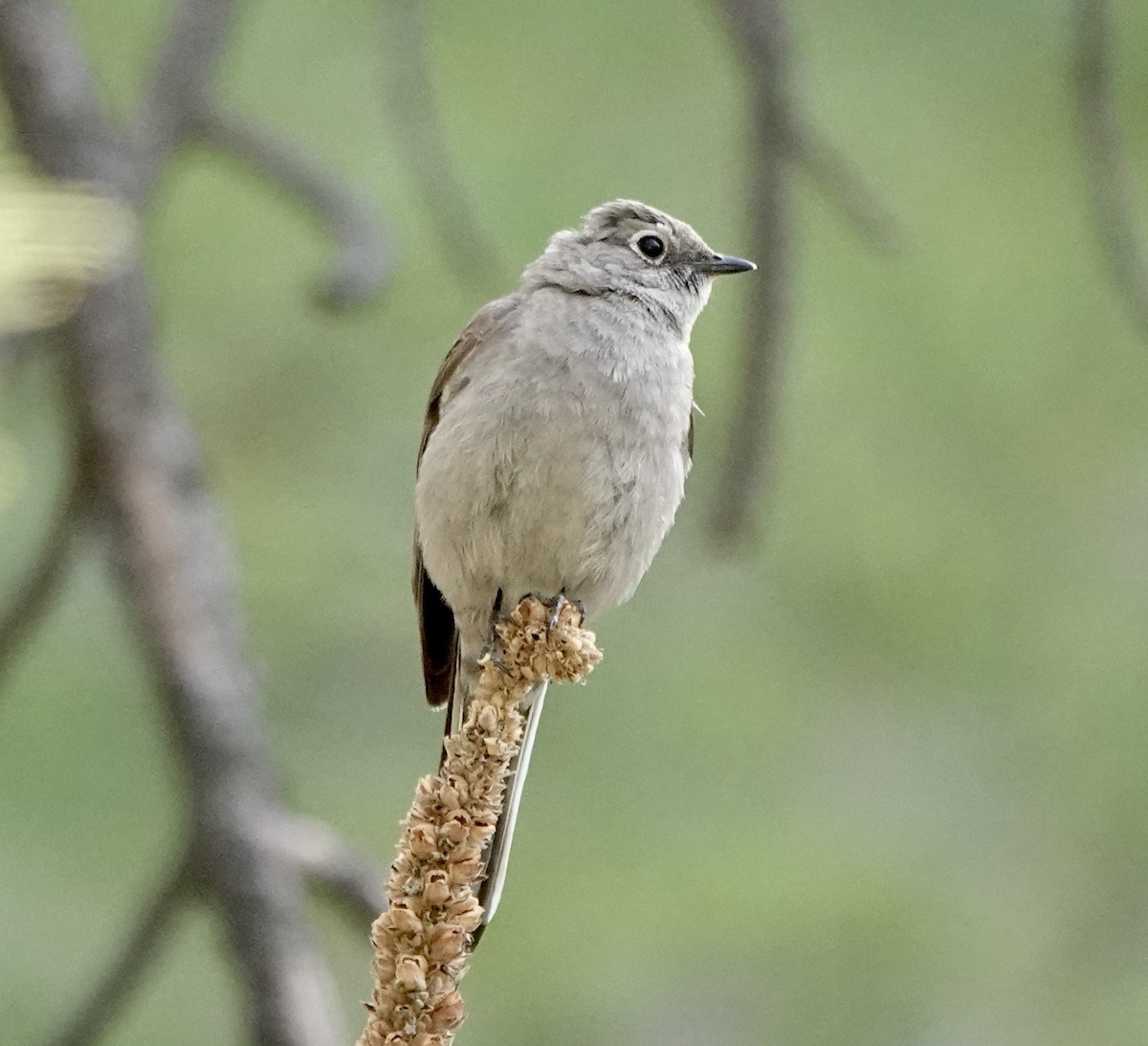 Townsend's Solitaire - Patricia Cullen