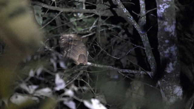 Philippine Frogmouth - ML619589172