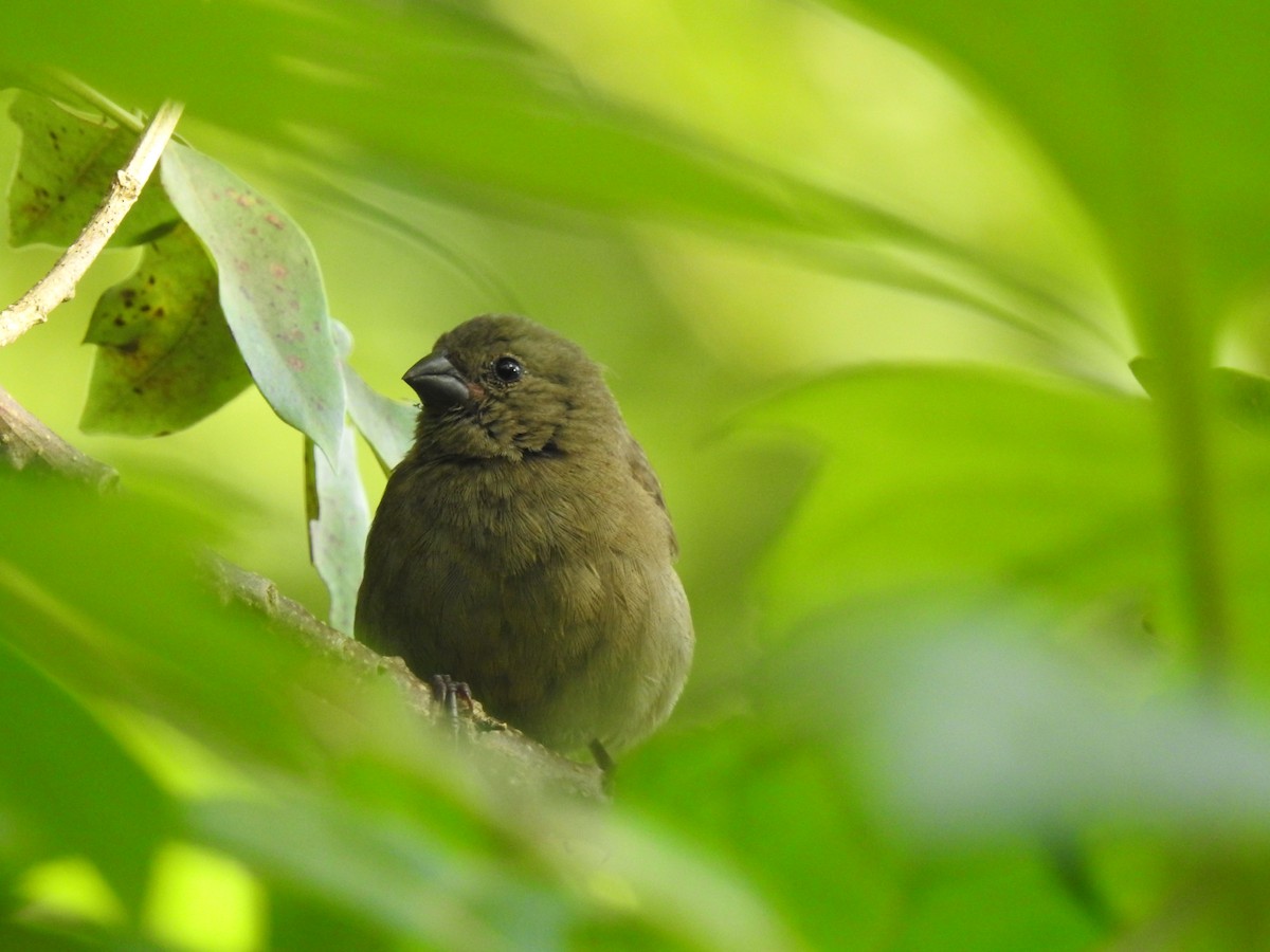 Black-faced Grassquit - Paula Peña-Amaya