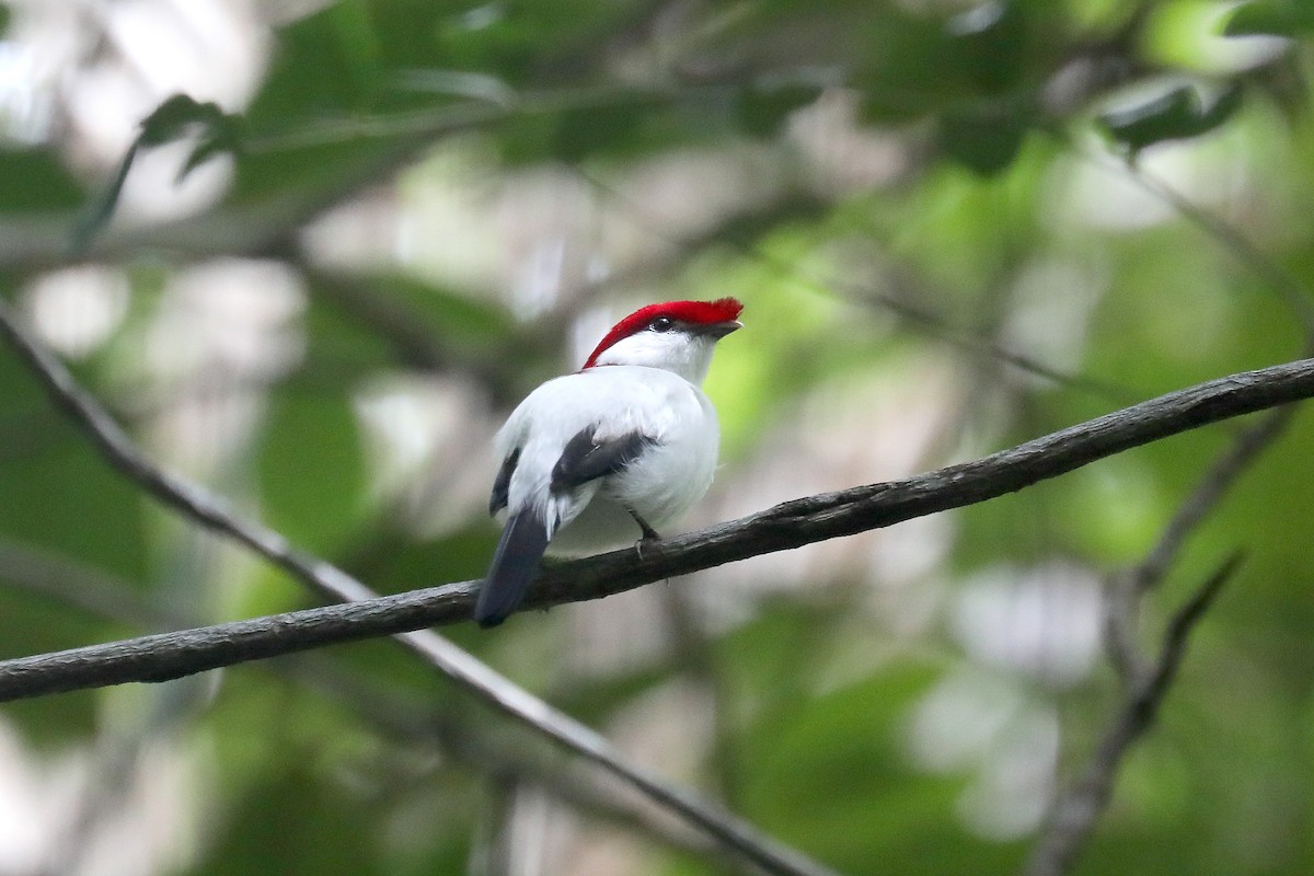 Araripe Manakin - ML619589183