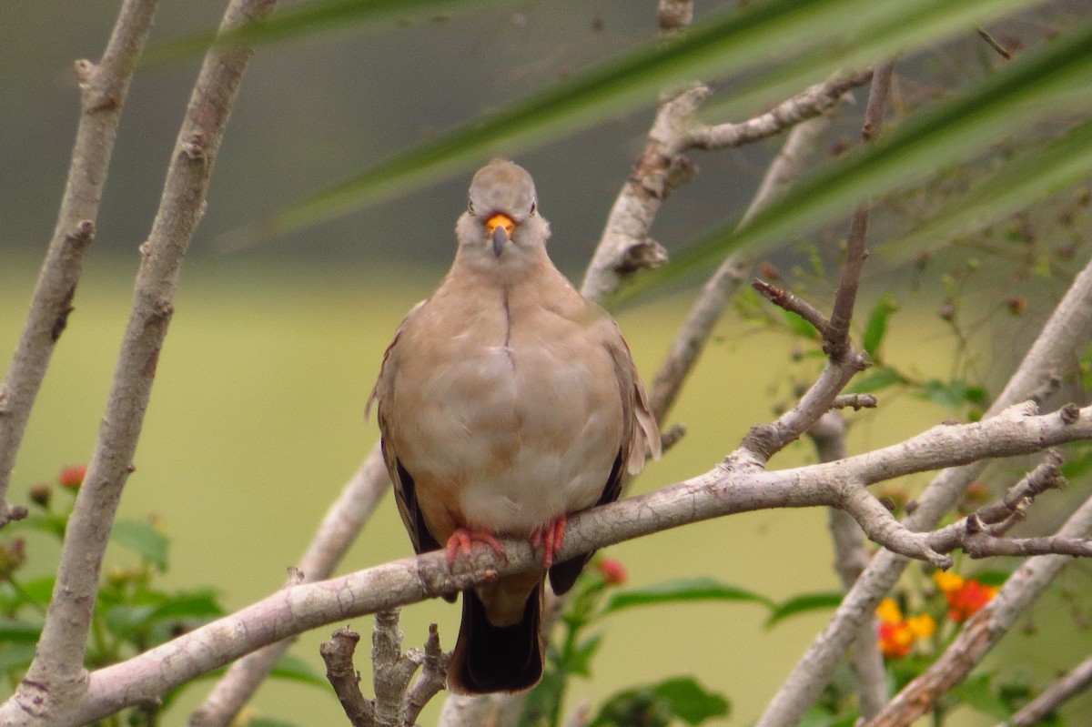 Croaking Ground Dove - Gary Prescott