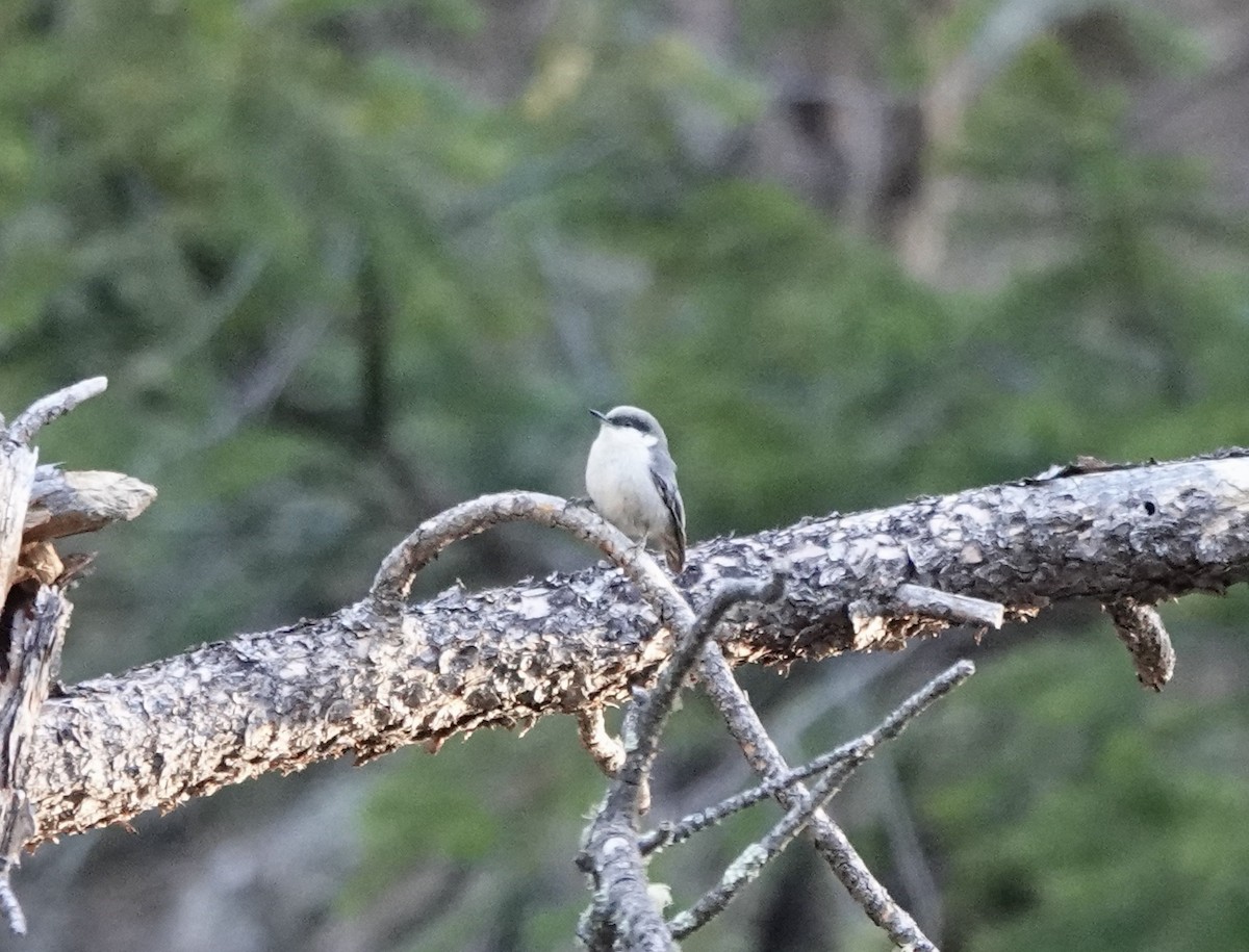 Pygmy Nuthatch - Patricia Cullen