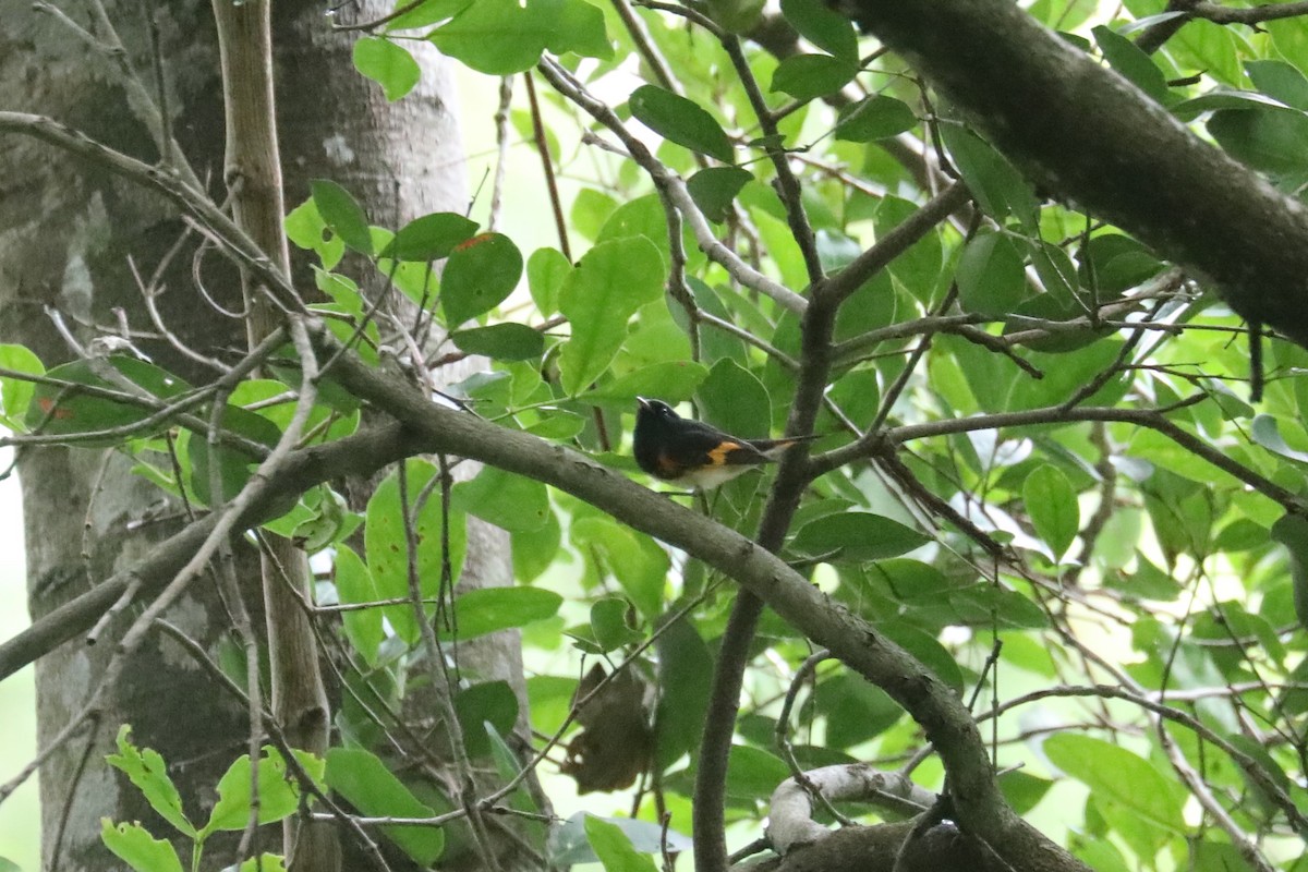 American Redstart - Stephen Gast