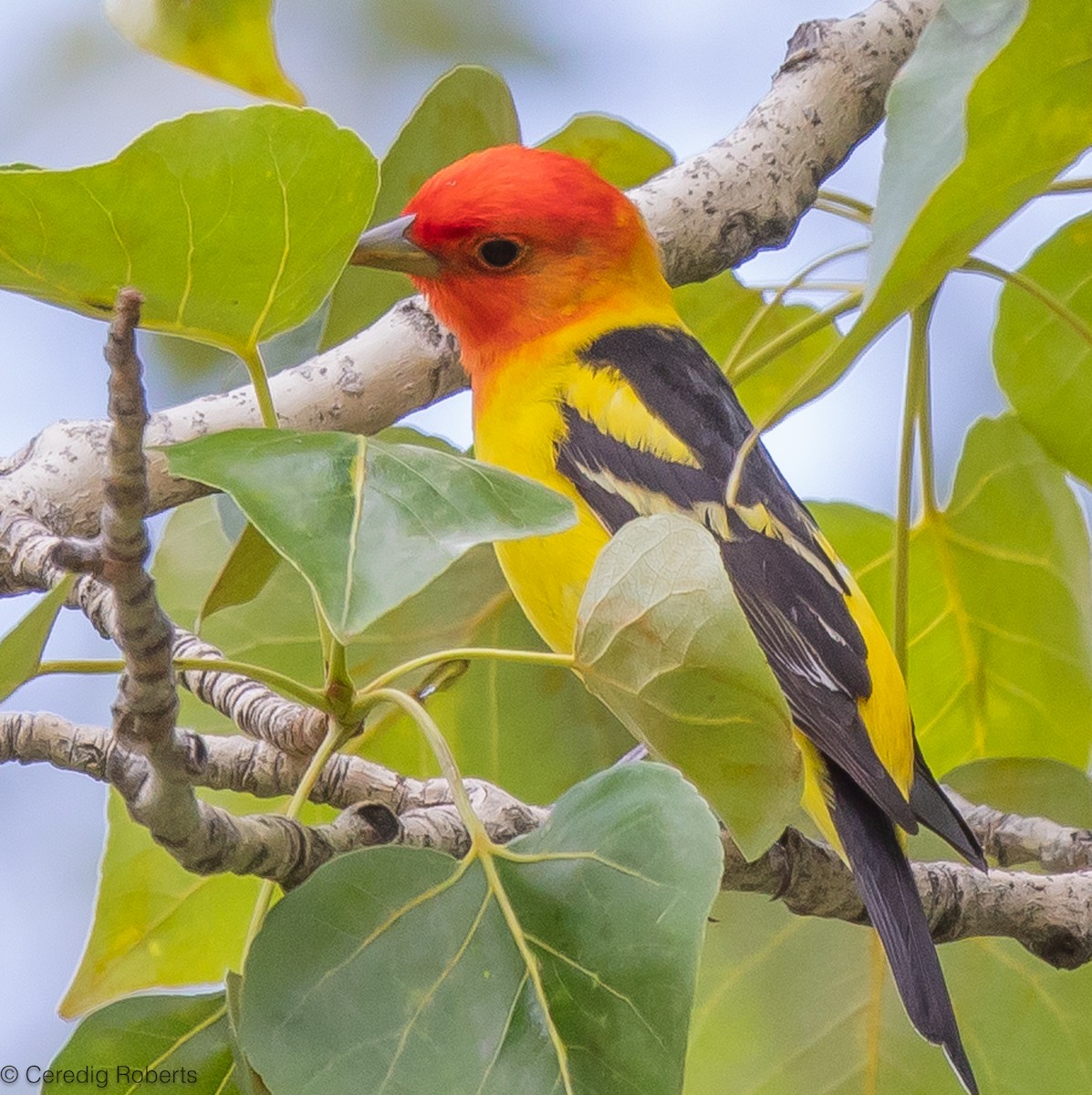 Western Tanager - Ceredig  Roberts