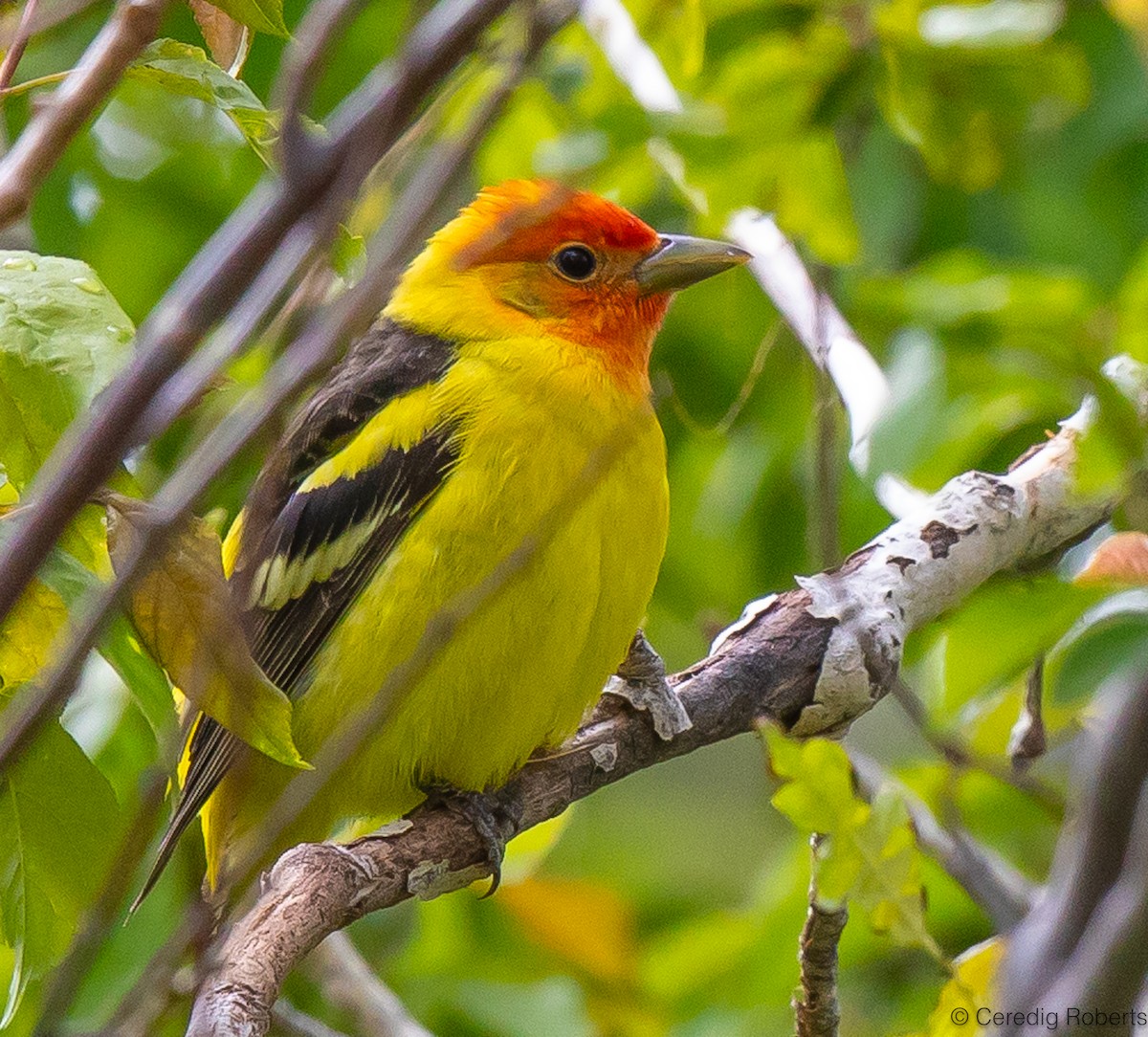 Western Tanager - Ceredig  Roberts