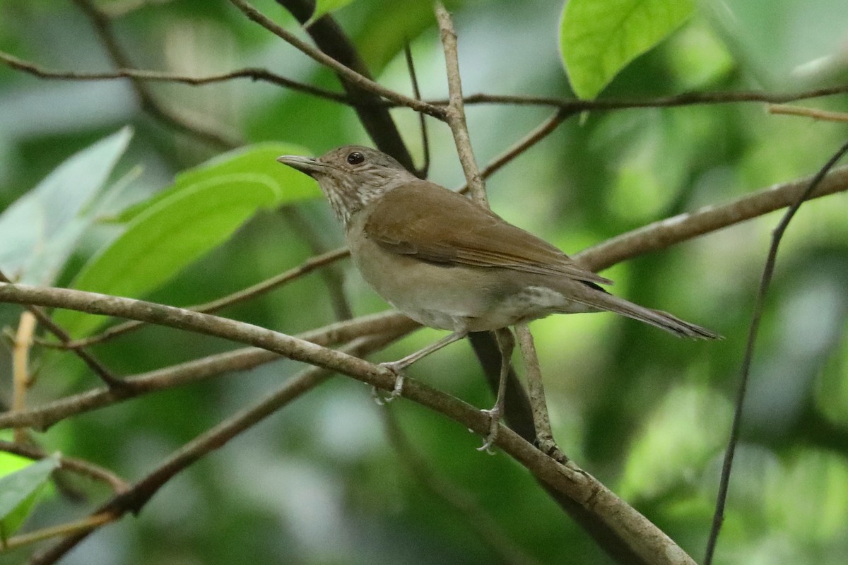 Creamy-bellied Thrush - Stephen Gast