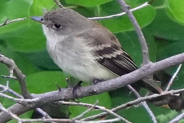 Alder Flycatcher - Robert Goss