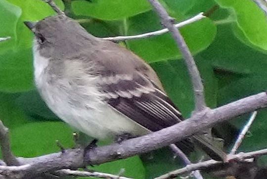 Alder Flycatcher - Robert Goss