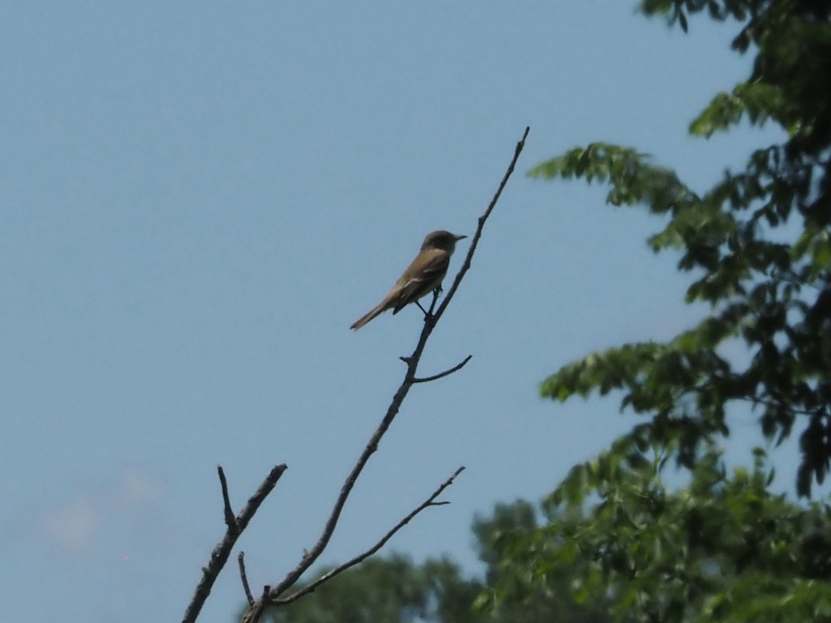 Willow Flycatcher - ML619589214