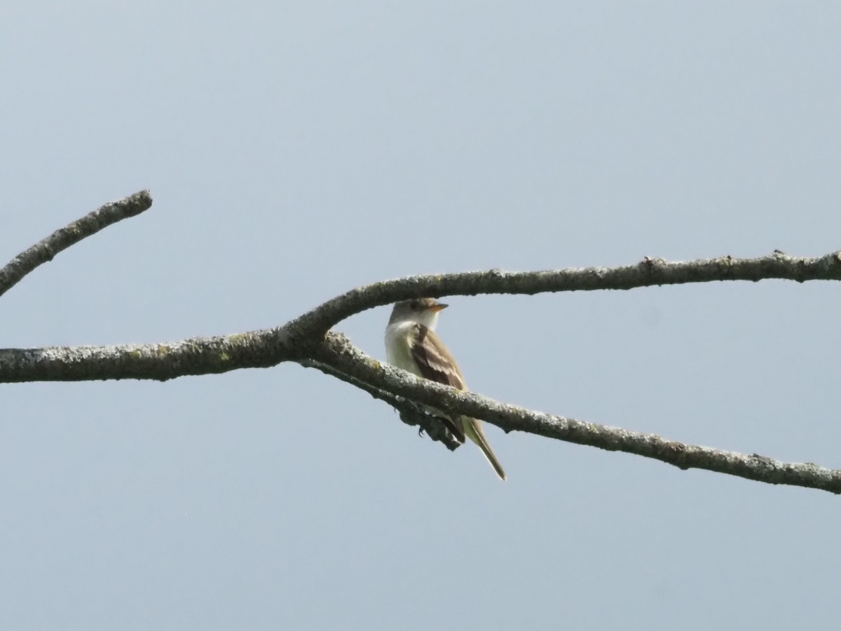 Willow Flycatcher - Bob Maddox