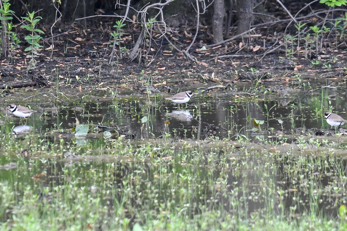 Semipalmated Plover - ML619589224