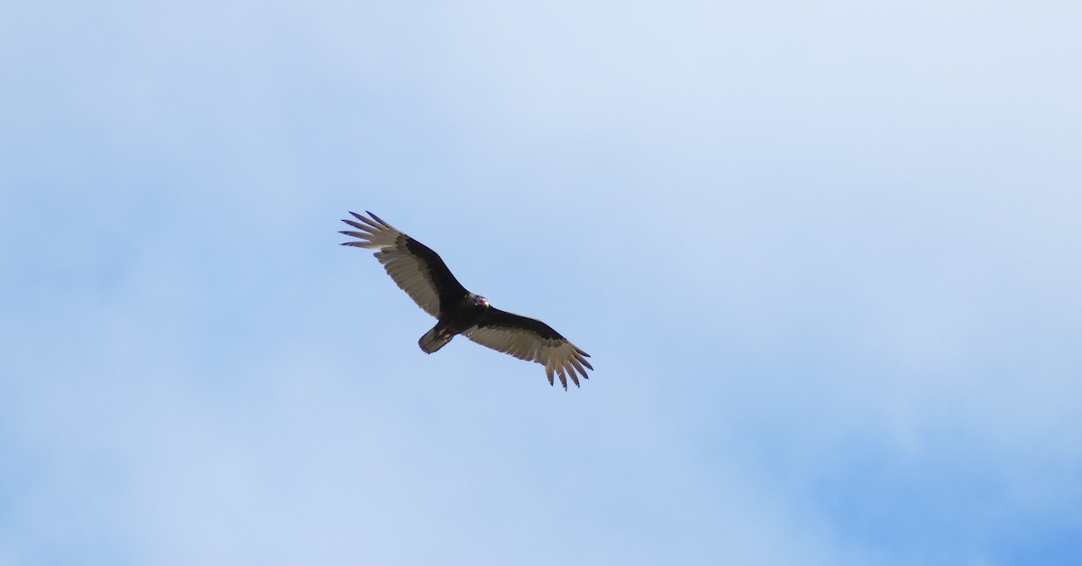 Turkey Vulture - Lori Nelson