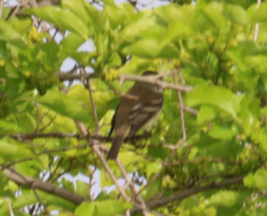 Alder Flycatcher - Cody McGregor