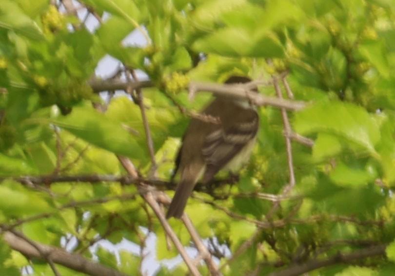 Alder Flycatcher - Cody McGregor