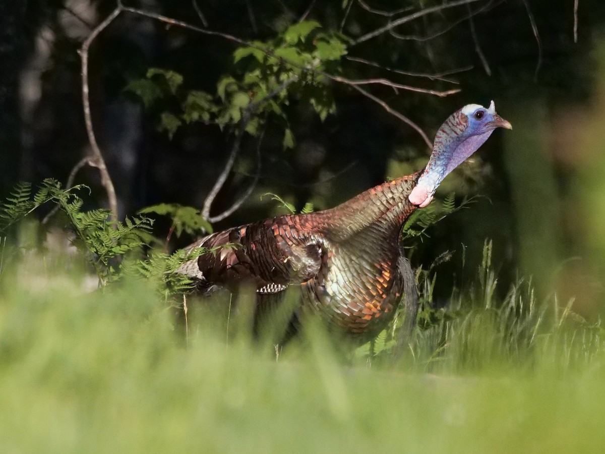 Wild Turkey - Martin Byhower