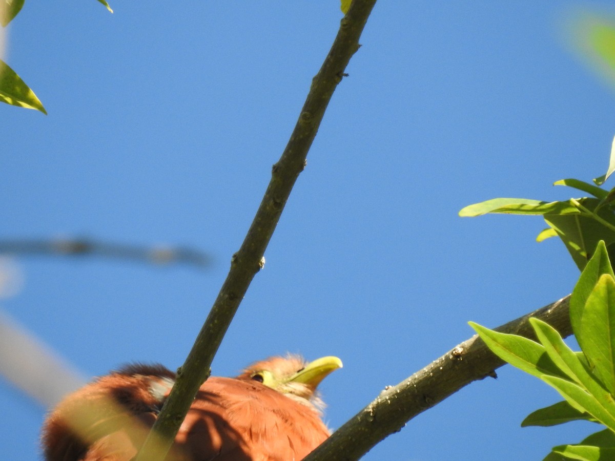 Squirrel Cuckoo - Paula Peña-Amaya