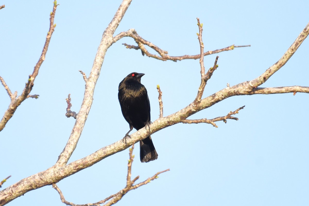 Bronzed Cowbird - Bruce Mast