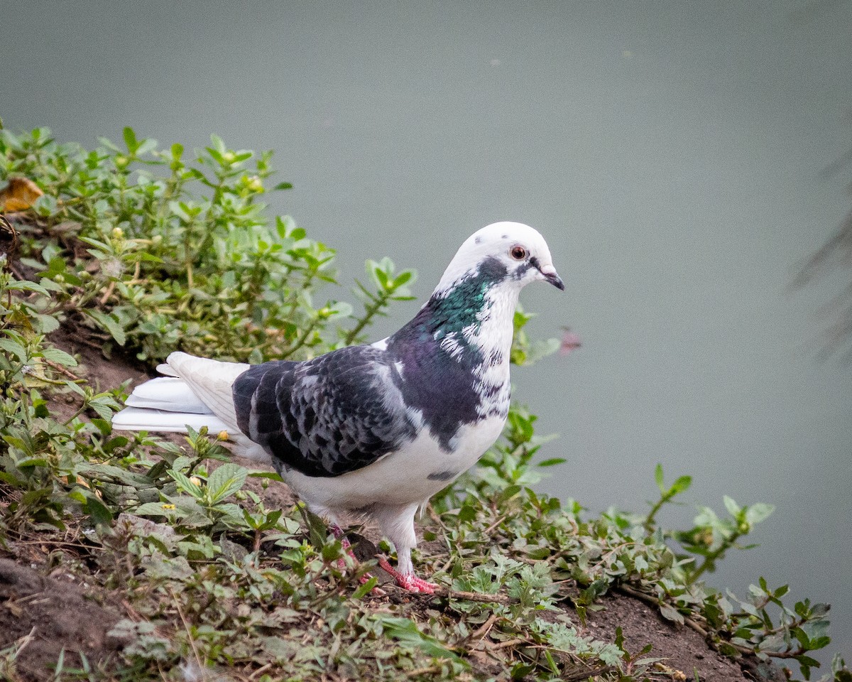 Rock Pigeon (Feral Pigeon) - Felipe Gulin - Observatório Alado