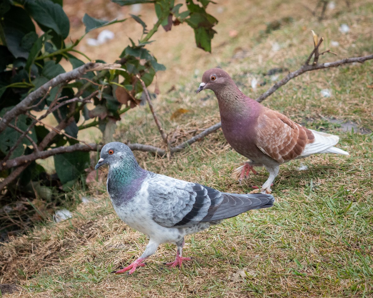 Rock Pigeon (Feral Pigeon) - Felipe Gulin