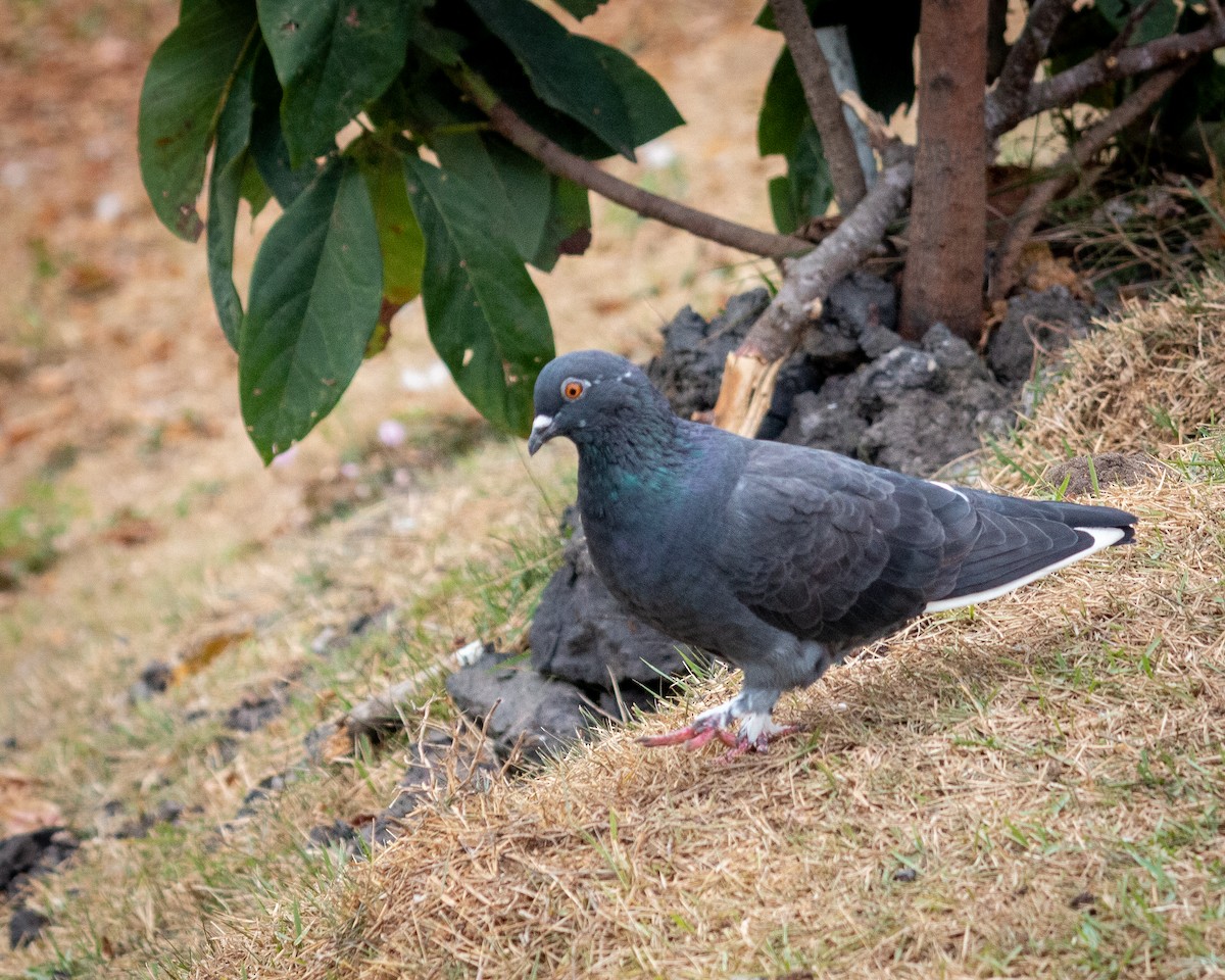 Rock Pigeon (Feral Pigeon) - Felipe Gulin