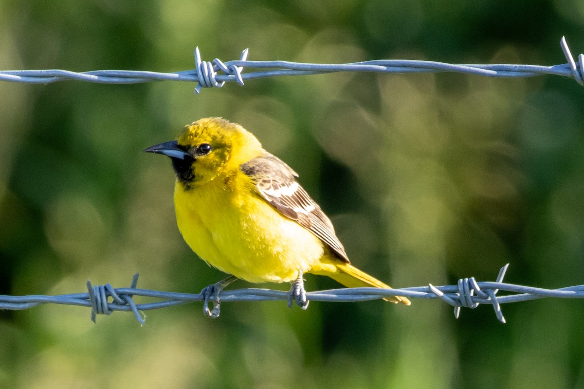 Orchard Oriole - Steve Metzger