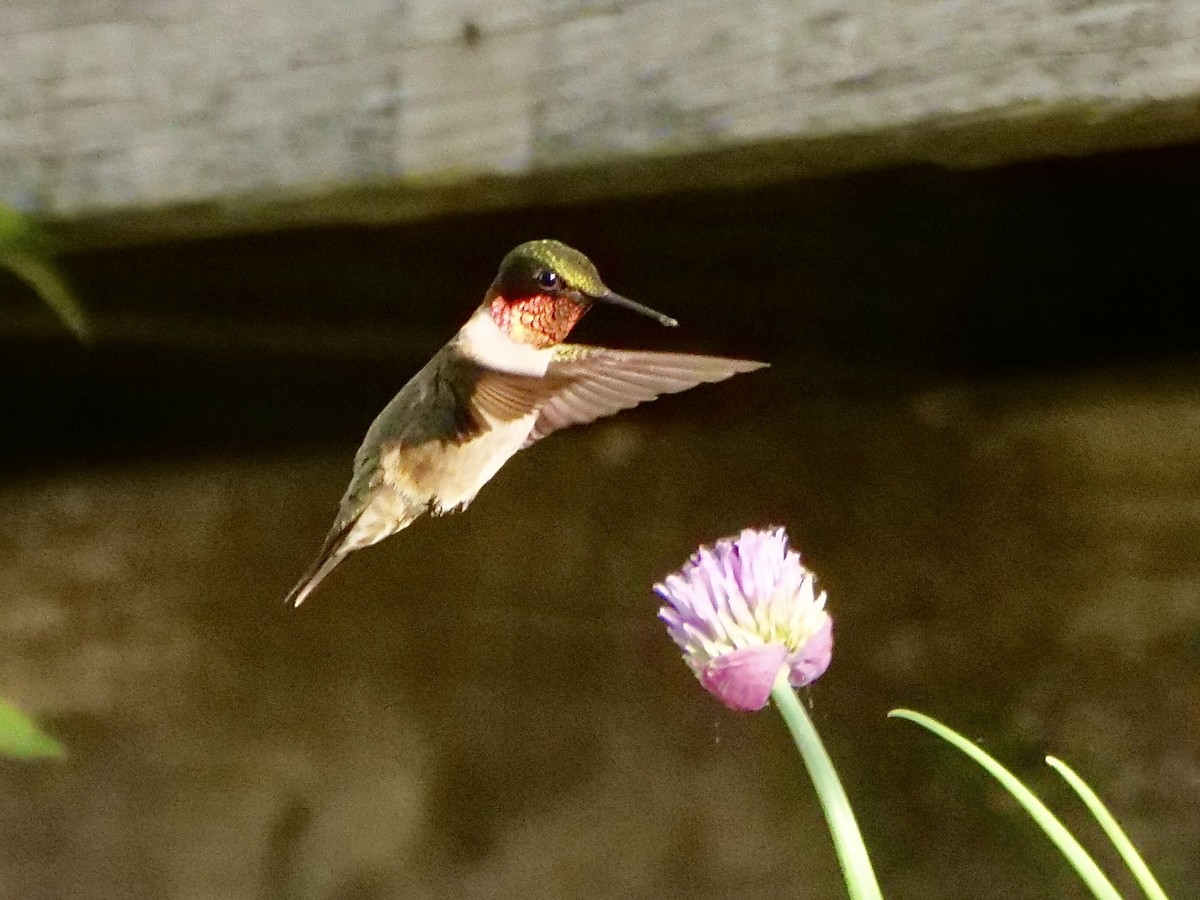 Ruby-throated Hummingbird - Martin Byhower