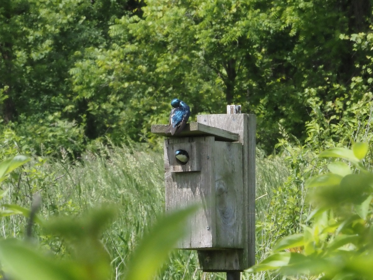 Tree Swallow - Bob Maddox