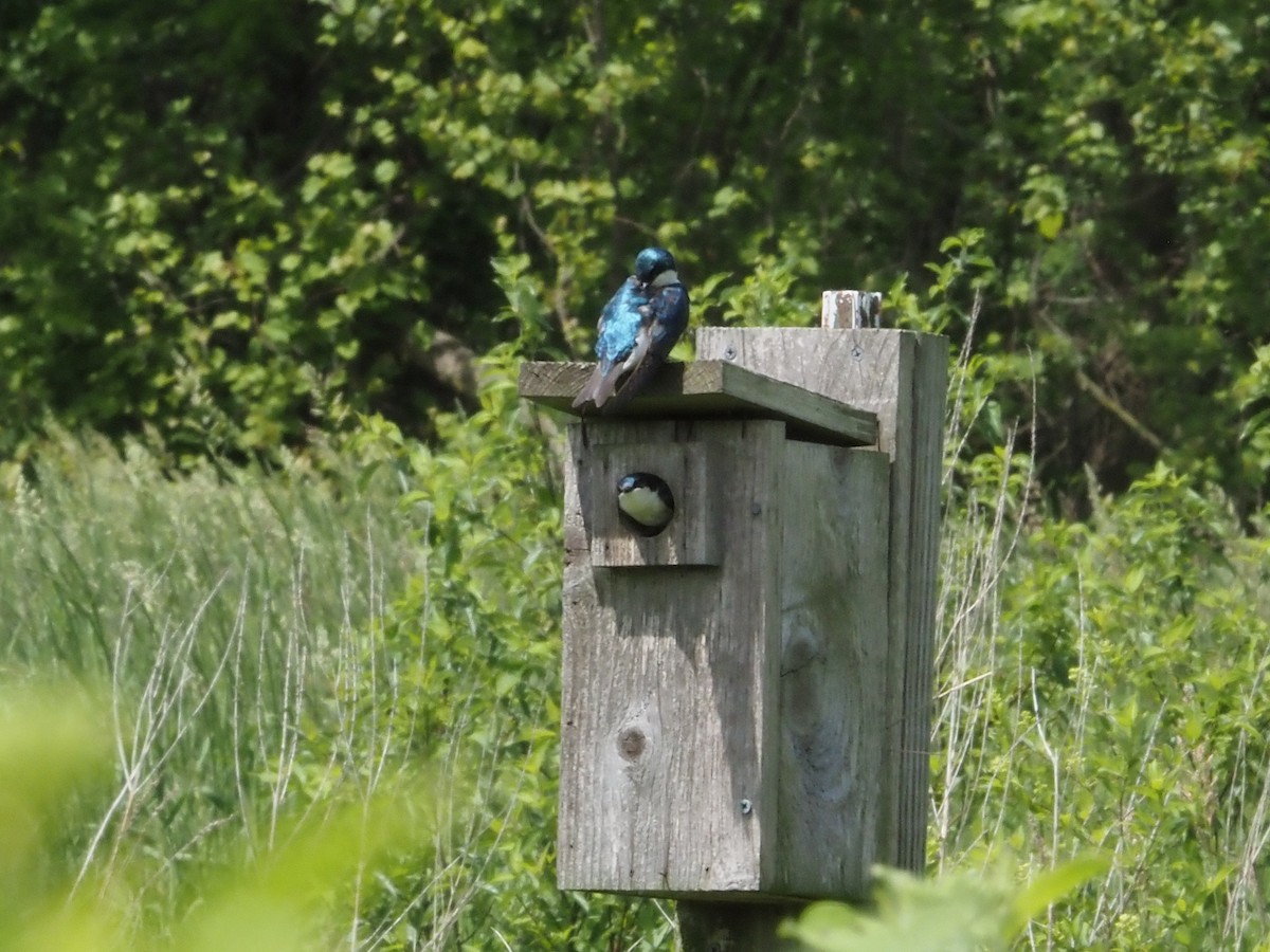 Tree Swallow - Bob Maddox