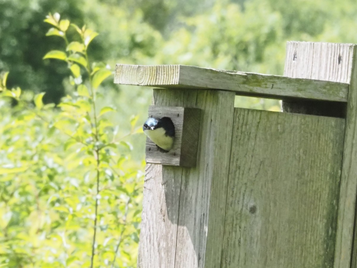 Tree Swallow - Bob Maddox