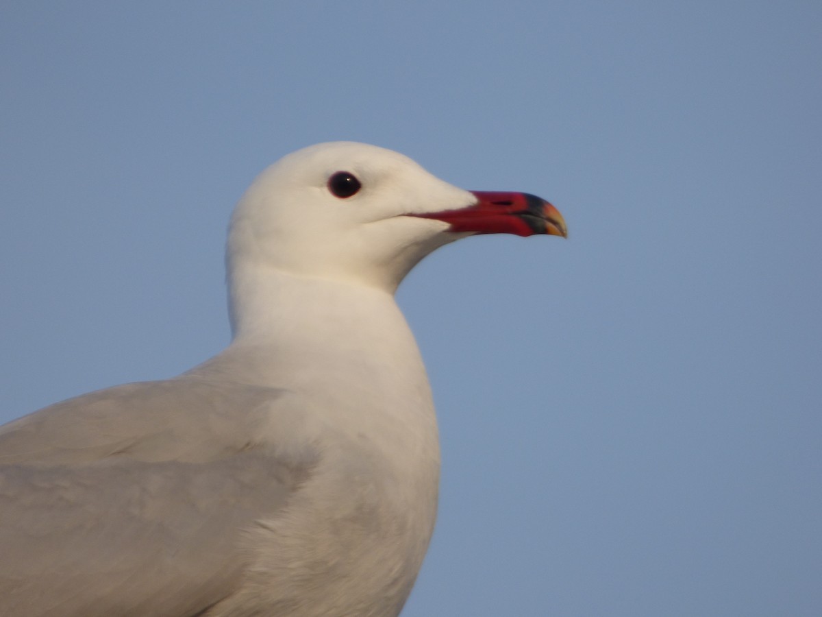 Audouin's Gull - Panagiotis Michalakos