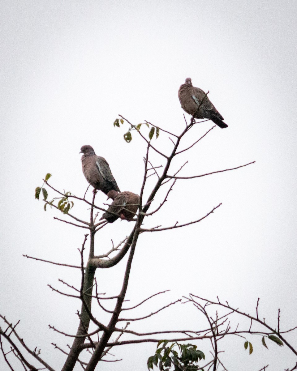 Picazuro Pigeon - Felipe Gulin - Observatório Alado